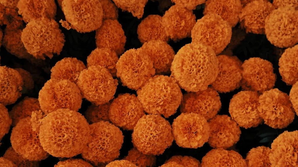 cempasuchil, flor dia de muertos